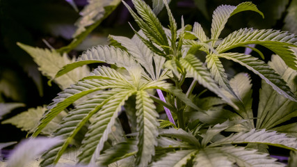 Cannabis Leaf Plant Marijuana Weed Close Up Macro