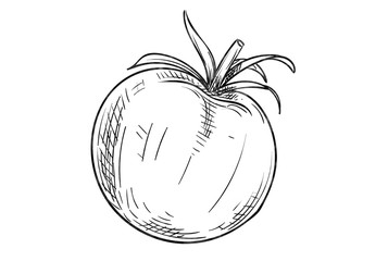 Abstract tomato sketch on white background