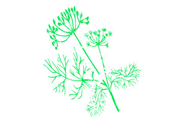 Fototapeta na wymiar Green plant isolated on white background