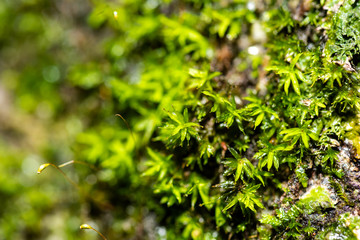 close up of green moss in nature background.