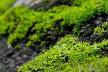 close up of green moss in nature background.