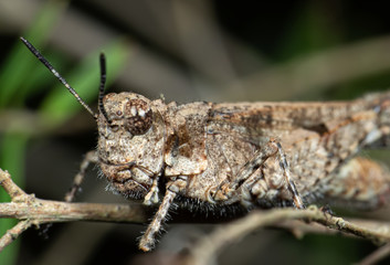 Macro Photo of Brown Grasshopper Camouflage on Twig