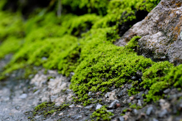 close up of green moss in nature background.
