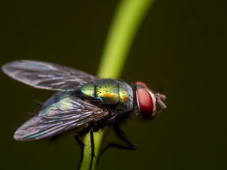 Macro Photo of Blowfly on Stalk of Leaf Isolated on Background