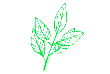 Fototapeta premium Green leaves isolated on white background