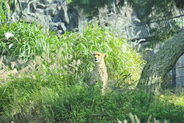 Meet the Cheetah at the Zoo