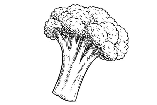 Broccoli illustration brush isolated on white background