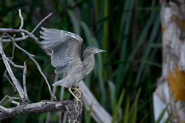 Black-crowned night heron (Nycticorax nycticorax)