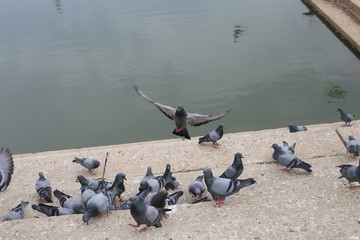 Obraz premium Beautiful pigeons eating bread in the street, weekend places to spend time, Symbol of piece