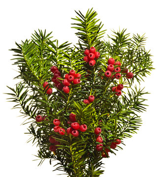 Yew twigs with red berries o white background