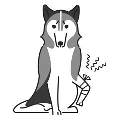 犬　ポーズ　表情　１匹　怪我　シベリアンハスキー