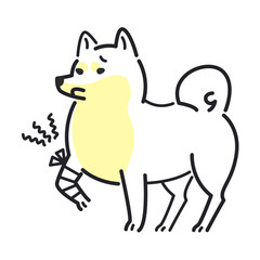 犬　ポーズ　表情　１匹　怪我　柴犬