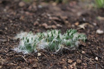cactus baby plant small tierra