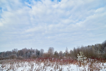 Winter landscape with blue sky and white clouds above field with snow and forest on the horizon