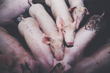 Raising animals for trade, pigs