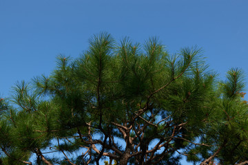 Large coniferous tree. Close-up and branches of a tree trunk on top. Pine branches grow in different directions, view from below. Pine tree against the blue sky.