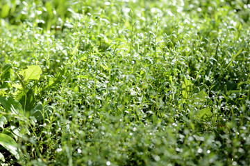 Green grass covered with morning dew in a summer garden. Natural background