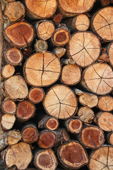 The trees that are cut, stored, made fuel, cutting across the.