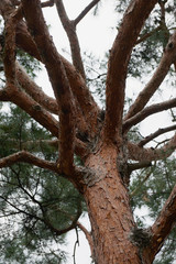 Large coniferous tree. Close-up and branches of a tree trunk on top. Pine branches grow in different directions, view from below. Pine tree against the blue sky.