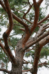 Fototapeta premium Large coniferous tree. Close-up and branches of a tree trunk on top. Pine branches grow in different directions, view from below. Pine tree against the blue sky.