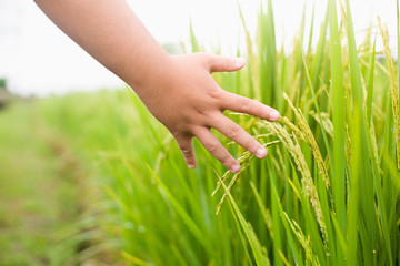 The hand of the man who was catching the rice