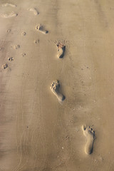 Fototapeta na wymiar The footprints on the sand