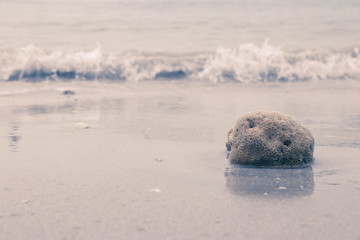 The coral on the beach.