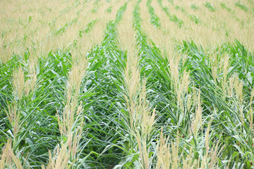 Corn farm, The concept of cultivation along the mountainous bulk.