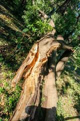 Obraz premium 台風被害