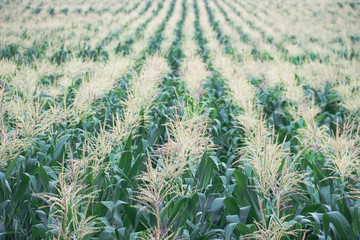 Corn farm, The concept of cultivation along the mountainous bulk.