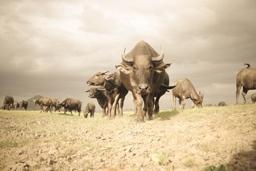 Many cattle eating grass along the water storage dams.