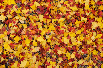 Red maple leaf and Yellow ginkgo leaf on the floor