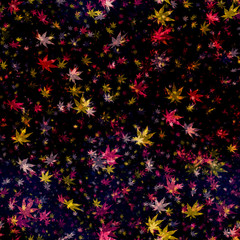 Fototapeta na wymiar Autumn leaves