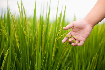 The hand of the man who was catching the rice