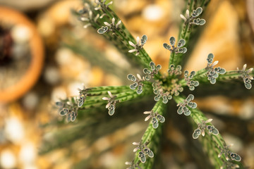 Beautiful Cactus in the garden, brown background