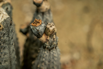 Beautiful Cactus , Brown desert plant in the garden