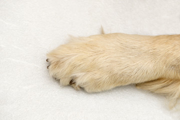 dog paw from golden retriever lying on white tile