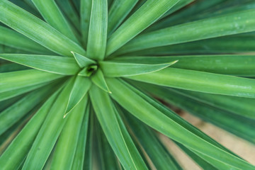 Beautiful Cactus, desert plant in the garden