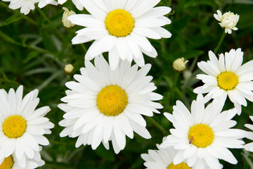 White flower Marguerites flowering  in the nature