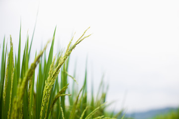 The rice that is going to be yellow soon
