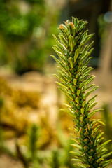 monadenium lugardiae, Beautiful Cactus in the garden