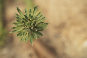 monadenium lugardiae, Beautiful Cactus in the garden