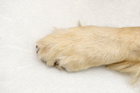 Golden Retriever Paw Images Browse 16 548 Stock Photos Vectors
