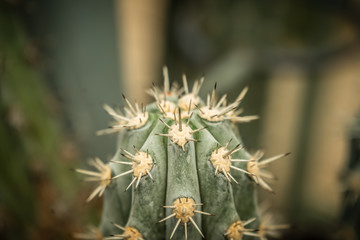 Beautiful Cactus in the garden, brown background