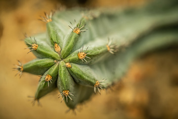 Beautiful Cactus in the garden, brown background