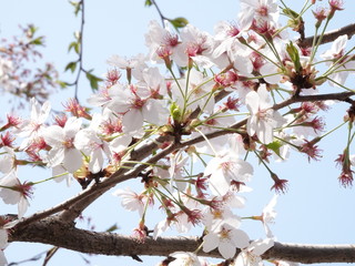 Sakura