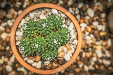 Beautiful Cactus in the garden, Brown pot