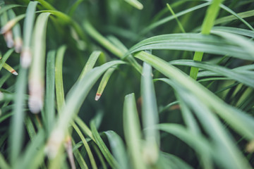 close up Green grass background in the garden