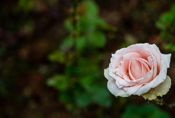 pink rose in garden
