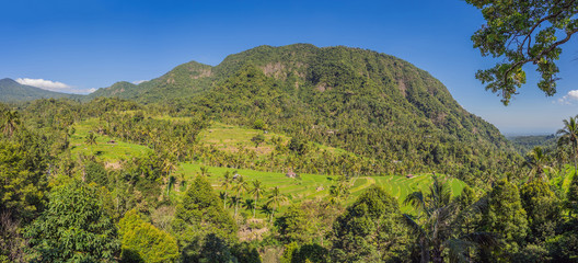 Tropical jungle of bali. Forest and mountain